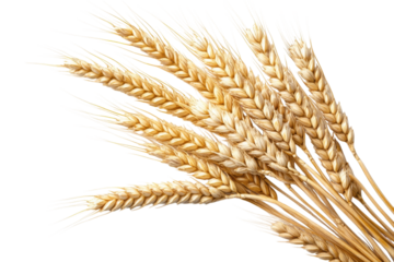 Golden Wheat Sheaves on Black Harvest Bounty Cereal Grain Field Crops Agriculture Food Farming Bread