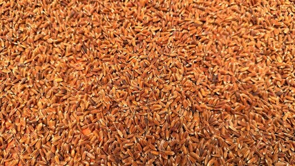 Abundant pile of raw brown paddy showcases texture and natural grain formations closely