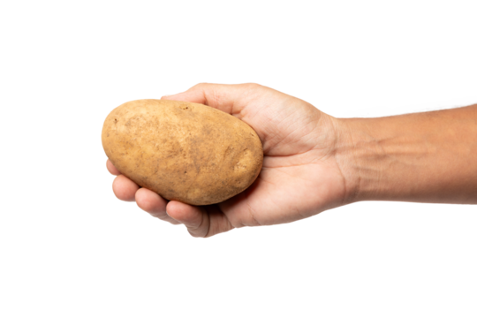 Male hand holding a raw unpeeled potato isolated no background cutout
