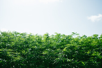 Cultivated field of cannabis, weed faming