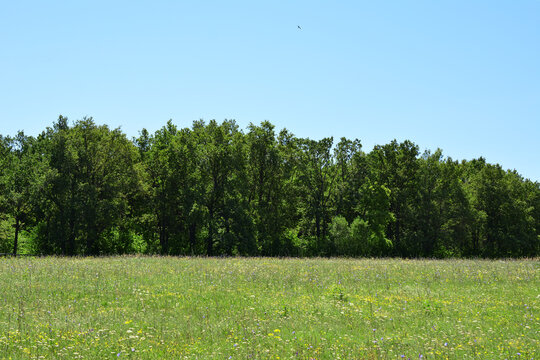 A vibrant green meadow with a line of lush green oak trees under a bright blue sky