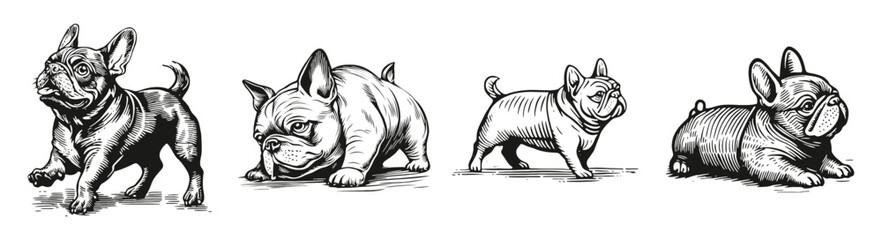 Vintage Sketch of Four French Bulldog Illustrations in Various Poses, vector illustration, engraving design, logo design set, black and white line