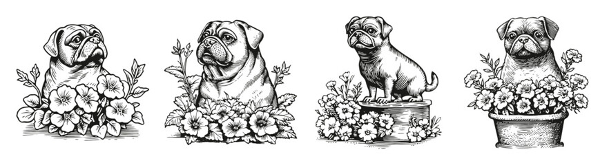 Adorable Pugs Surrounded by Flowers in Vintage Sketch Style, vector illustration, engraving design, logo design set, black and white line