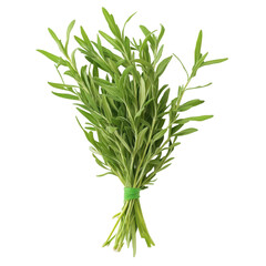 Fototapeta premium Tarragon, Grand oversized herbaceous bush of french tarragon, isolated on transparent background