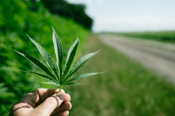 hand holding leaf of cannabis