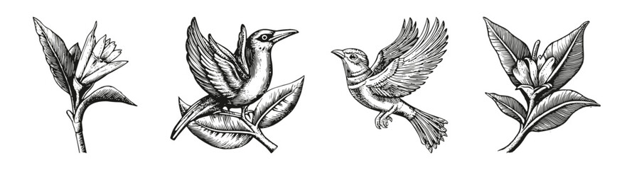 Vintage Bird and Flower Illustrations in Black and White Style, vector illustration, engraving design, logo design set, black and white line