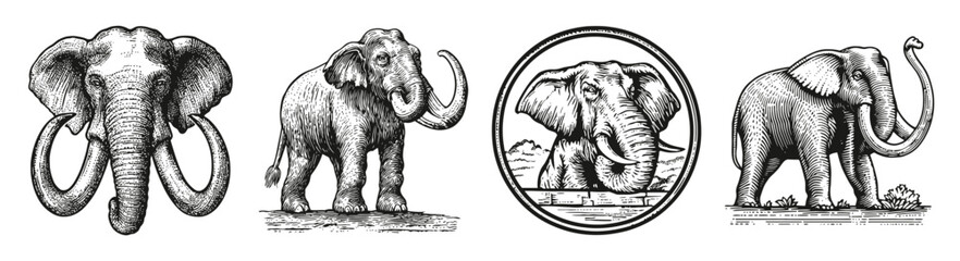 Elegant Black and White Vintage Elephant Illustrations for Design, vector illustration, engraving design, logo design set, black and white line