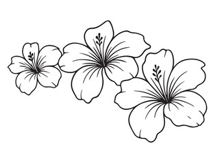 Hibiscus Trio in Delicate Bloom: Three hibiscus flowers in a line art, their petals gracefully unfurling, captured in a minimalist grayscale illustration. © Natural vibes