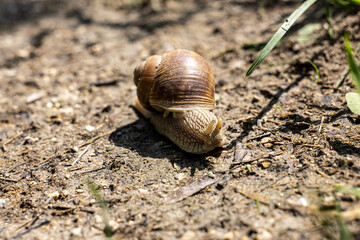 Macro photo of a Roman snail (Helix pomatia) crawling on forest ground. Textured shell and soft body in focus, with natural earthy background and fine detail