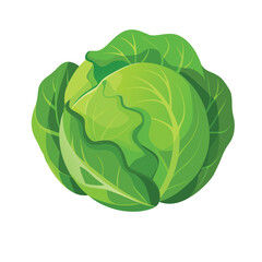 cabbage isolated on white background