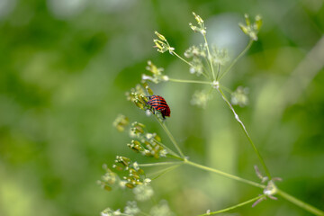 Macro shot of a striped shield bug (Graphosoma lineatum) resting on a flower. Red and black body in contrast with soft, blurred green background. Detailed view of insect in nature