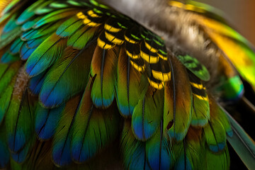 Obraz premium Colorful Feather Details of a Exotic Bird with Vibrant Hues
