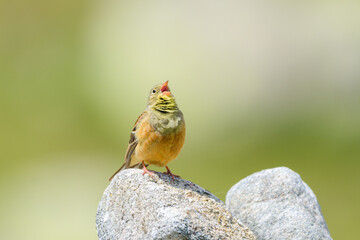 Ortolan bunting male expressive perched singing Sierra de Gredos