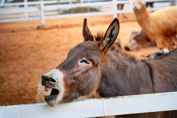A curious laughing smile joy donkey leans over a fence, engaging with visitors at a rural farm. The...