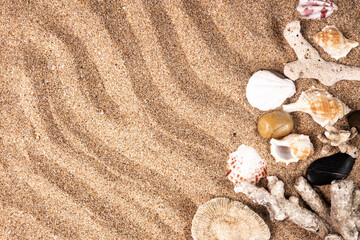 sea shells on sand with empty space