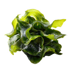 Fresh Wakame seaweed: Fresh green wakame seaweed, a marine vegetable known for its culinary and health benefits, is captured in its natural, vibrant state.