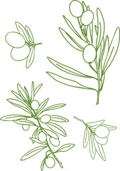 vector olives hand drawn