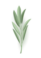 Fototapeta premium A green plant with a long stem and lush leaves on a white background