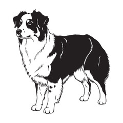 Fototapeta premium An agile Australian Shepherd dog outline, reflecting its quick disposition - Australian Shepherd silhouette - Australian Shepherd Vector - Silhouette of Australian Shepherd - dog silhouette