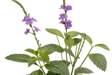 blue snakeweed flower isolated on white background