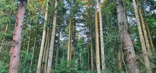 Tall Pine Trees in Dense Forest Woodland Environment