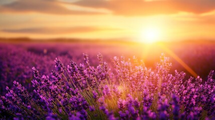 Naklejka premium Lavender field at sunset (1)