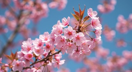 Blooming Pink Flowers Against Blue Sky in Spring