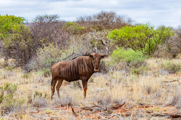 View of wildlife animals in game reserve on safari