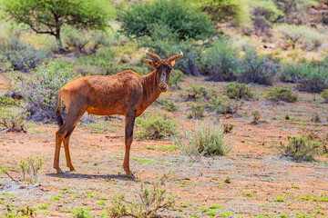 View of wildlife animals in game reserve on safari