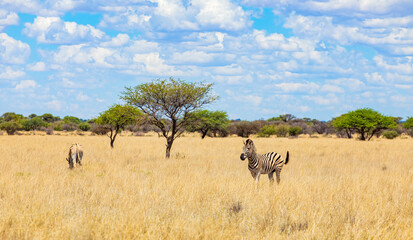 Fototapeta premium View of wildlife animals in game reserve on safari