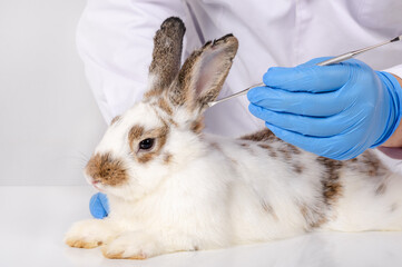 Veterinarian wearing blue gloves and white lab coat examining brown and white rabbit ear by using medical tool during medical health check up