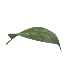 Tropical Green Leaf Isolated on White Background