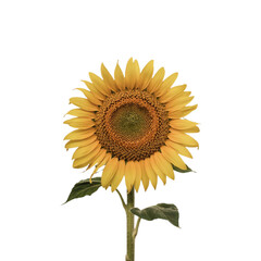 Bright Sunflower Isolated on White Background