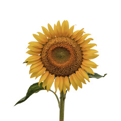 Bright Sunflower Isolated on White Background
