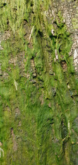 Green Moss Growing on Tree Bark Surface Texture