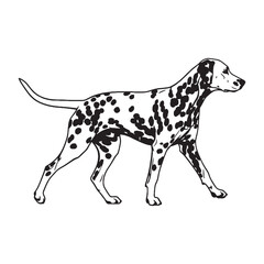 Presenting a defined Dalmatian dog drawing, with sharp, recognizable lines - Dalmatian silhouette - Dalmatian Vector - Silhouette of Dalmatian - dog vector

