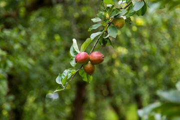apples on an apple tree in an apple orchard full of green leaves