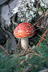 A vibrant red and white spotted fly agaric stands prominently at the base of a tree, surrounded by...