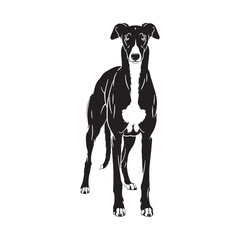Obraz premium An exceptionally refined Greyhound line art, perfect for intricate details - Greyhound silhouette - Greyhound Vector - Silhouette of Greyhound - dog silhouette