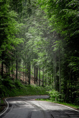 A vertical photograph of a paved asphalt road winding through a lush green forest. Tall trees line both sides, creating a natural corridor that draws the viewer's eye into the distance.