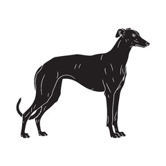 A sleek Greyhound breed design, perfect for various artistic projects - Greyhound silhouette - Greyhound Vector - Silhouette of Greyhound - dog silhouette


