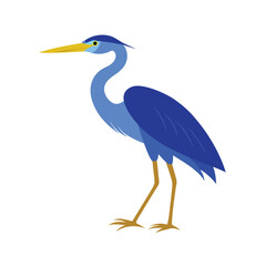 Elegant blue heron standing gracefully on a clean white background isolated on white background