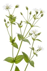 Naklejka premium wild common chickweed flowers isolated on white