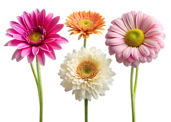 pink and yellow gerber flowers