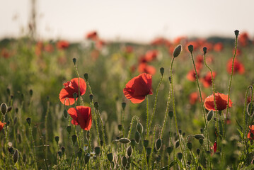 SUMMER LANDSCAPE - Blooming red poppys on a background of the field