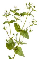 fresh stellaria media herb
