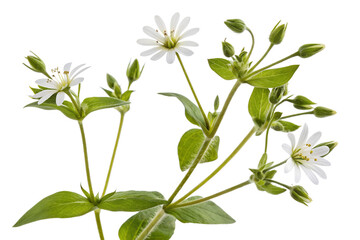 Obraz premium stellaria media flowers isolated on white