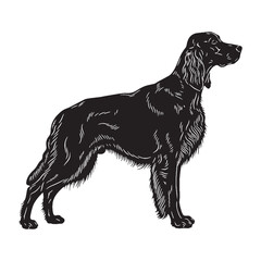 Featuring an authentic Irish Setter canine visual, accurately representing the breed - Irish Setter silhouette - Irish Setter Vector - Silhouette of Irish Setter - dog vector

