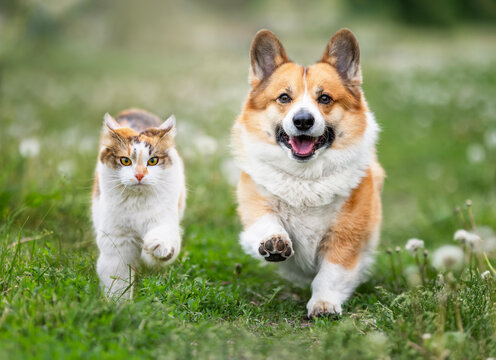 two furry friends cat and dog corgi running on green meadow in village in summer among dandelions