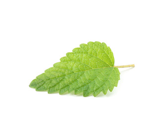 One fresh lemon balm leaf isolated on white